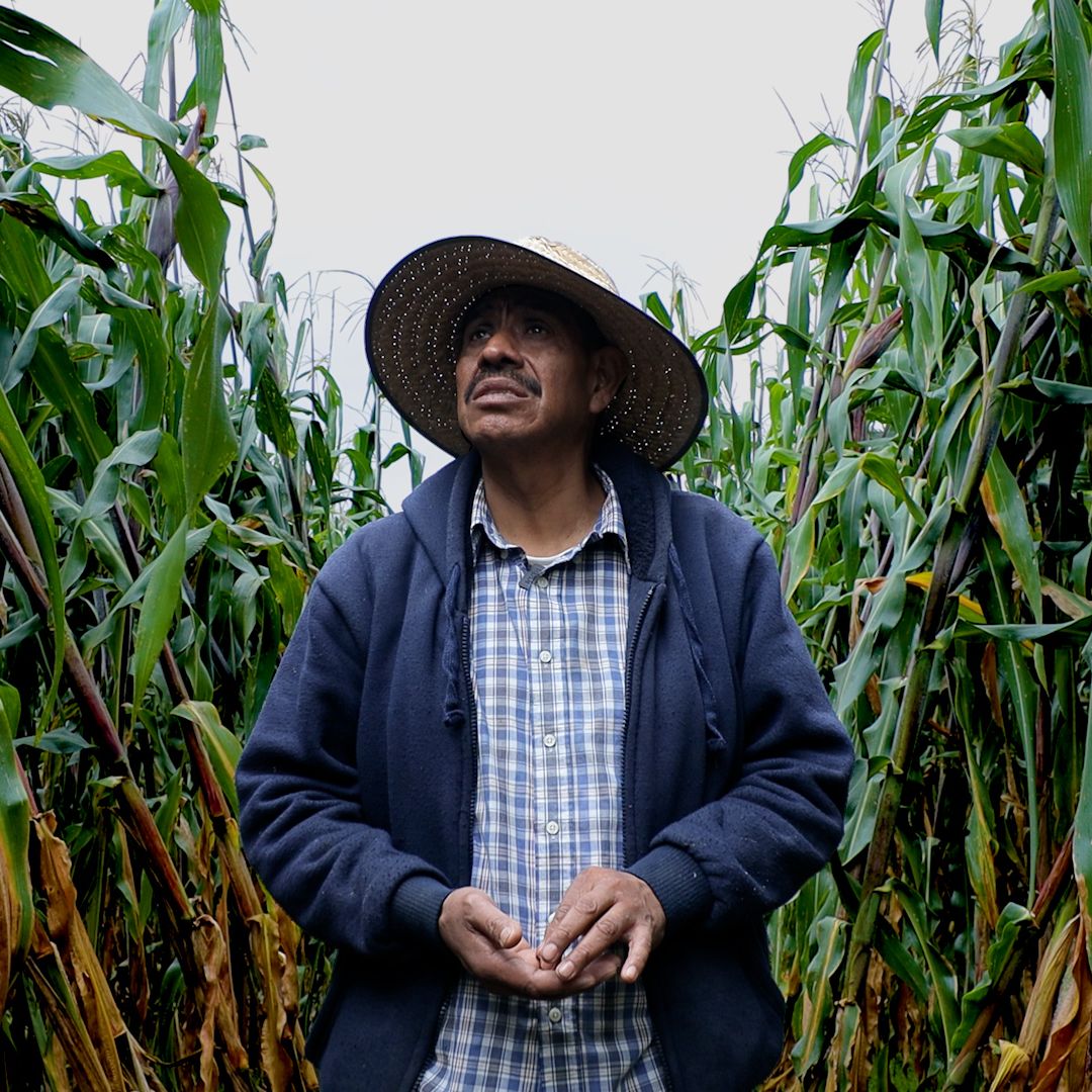Agricultor de maíz nativo en México